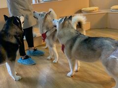 -Husky Go! 哈士奇体验馆·宠物咖啡厅狗咖