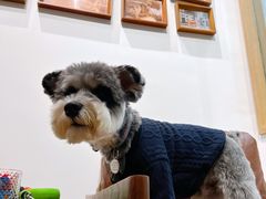 -佐罗家宠物馆·猫文化馆(紫霞路店)