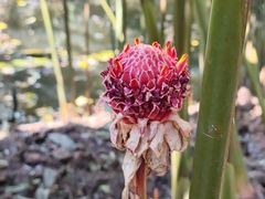 -中国科学院西双版纳热带植物园