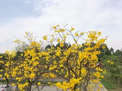 -白鹭湾湿地公园