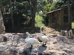 -青岛森林野生动物世界