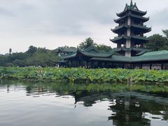 -桂湖森林公园