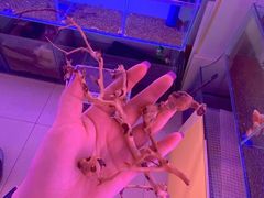 -白佛花鸟鱼虫批发市场小型宠物交易(东区)