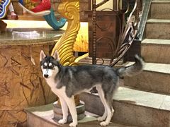 -more than meow吴止猫主题餐厅(承德 中船汇店)