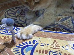 -糯米喵星人总部直营旗舰店·猫舍·幼猫出售
