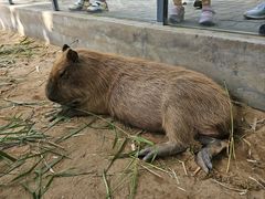 -西霞口神雕山野生动物世界