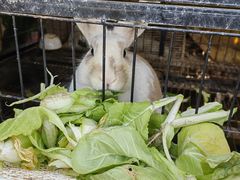 -小鱼草莓采摘园农家乐·小鱼餐厅