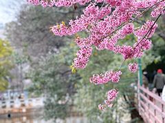 -翠湖公园