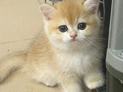 -lincat·猫舍(广州店)