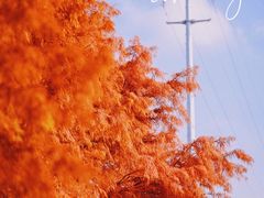 -上海海湾国家森林公园