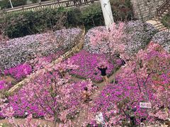 -狐尾山公园
