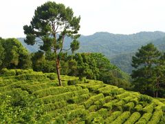 -雁南飞茶田景区