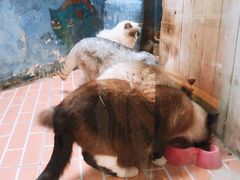 -猫咪博物馆(顶澳仔猫街店)