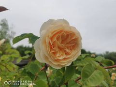 -莫愁湖公园