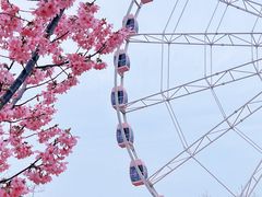 -顾村公园
