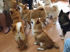 -柴犬高等学院·狗咖·柴犬售卖·宠物训练