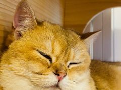 -猫咪派对(江南西店)