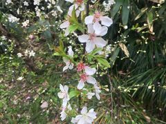 -金鸡湖桃花岛