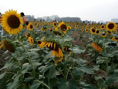 -光明小镇欢乐田园