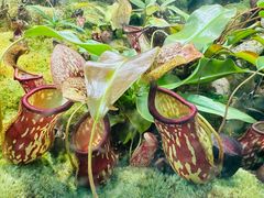 -国家植物园南园