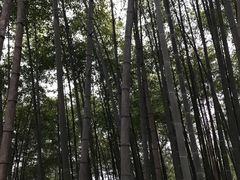 -西湖风景区十里琅珰-五云山