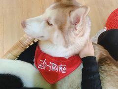 -Husky Go! 哈士奇体验馆·宠物咖啡厅狗咖
