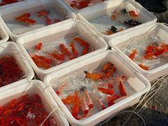 -中环花鸟鱼虫市场