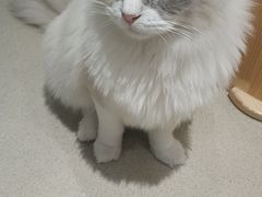 -藏猫猫咖啡主题馆(中央大道店)