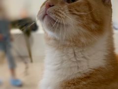 -平行世界·猫咖(首经贸店)