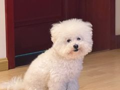 -趣玩宠物乐园寄养训犬训狗游泳池