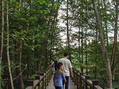 -桤木河湿地公园