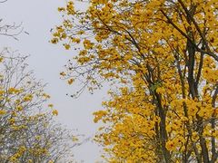 -洲头咀公园