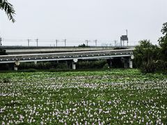 -白鹭湾湿地公园