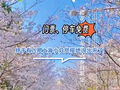 -高东镇樱花园