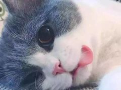 -纳吉亚猫专科动物医院·北北分院