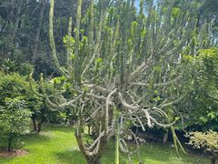 -中国科学院西双版纳热带植物园