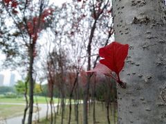 -渭滨公园