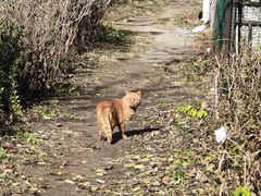 -胖子老牌优质水煎包