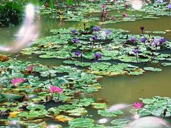 -云溪植物园