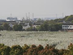 -树山生态村
