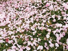 -合肥滨湖国家森林公园