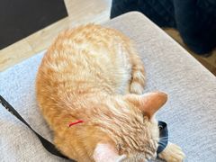 -四姑娘山阿巴郎·藏式花园餐厅