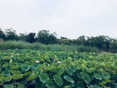 -绿堤公园