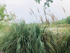 -白鹭湾湿地公园