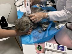 -喜多萌中农锦绣动物医院24H·猫科·牙科MRI·CT