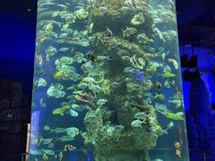 -芜湖新华联大白鲸海洋公园