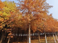 -合肥滨湖国家森林公园