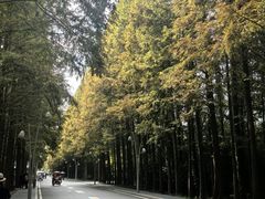 -日照海滨国家森林公园
