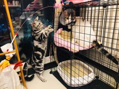 -喜多萌中农锦绣动物医院24H·猫科·牙科MRI·CT
