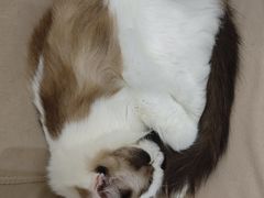 -怪兽屋·羊驼·猫咖·狗咖(俊华广场店)